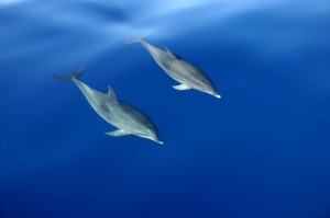 Delfines cerca de las costas de Madeira (foto Flickr de Made in Madeira)