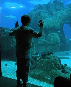 Acuario de Lisboa (Foto Flickr de jimlaga)
