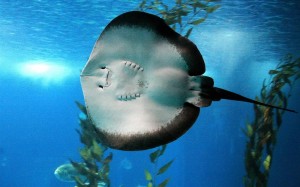 Oceanário de Lisboa, uno de los acuarios más importantes de Portugal (Foto Flickr de VitorJK)